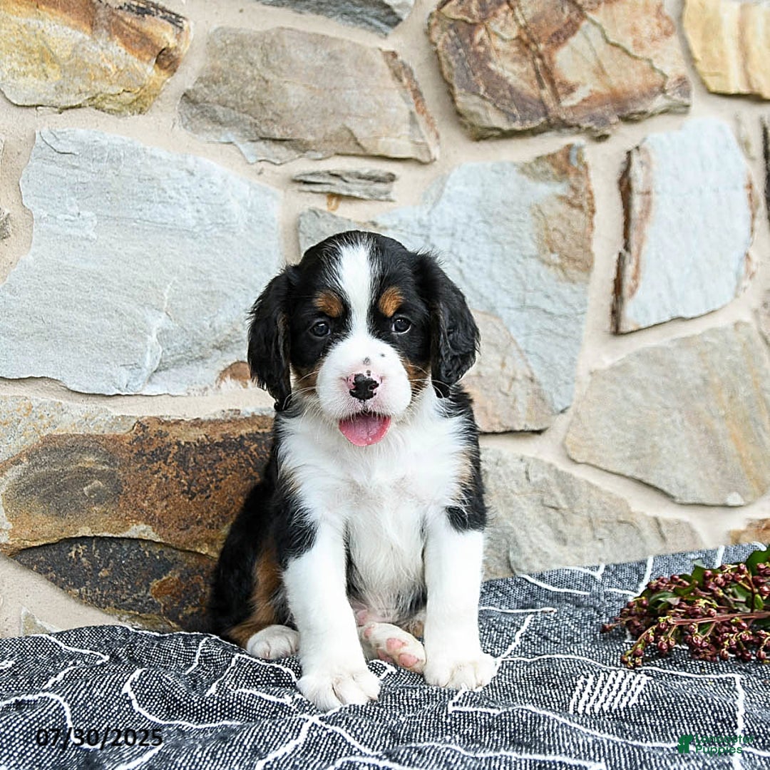 Miniature Bernese Mountain Dog dogs for sale: Oak - Image 5