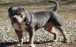 American Bully dogs for sale: Socks - Image 40
