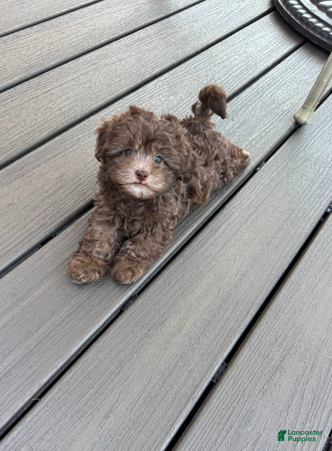 Shihpoo dogs for sale: Teacup Chip - Image 2