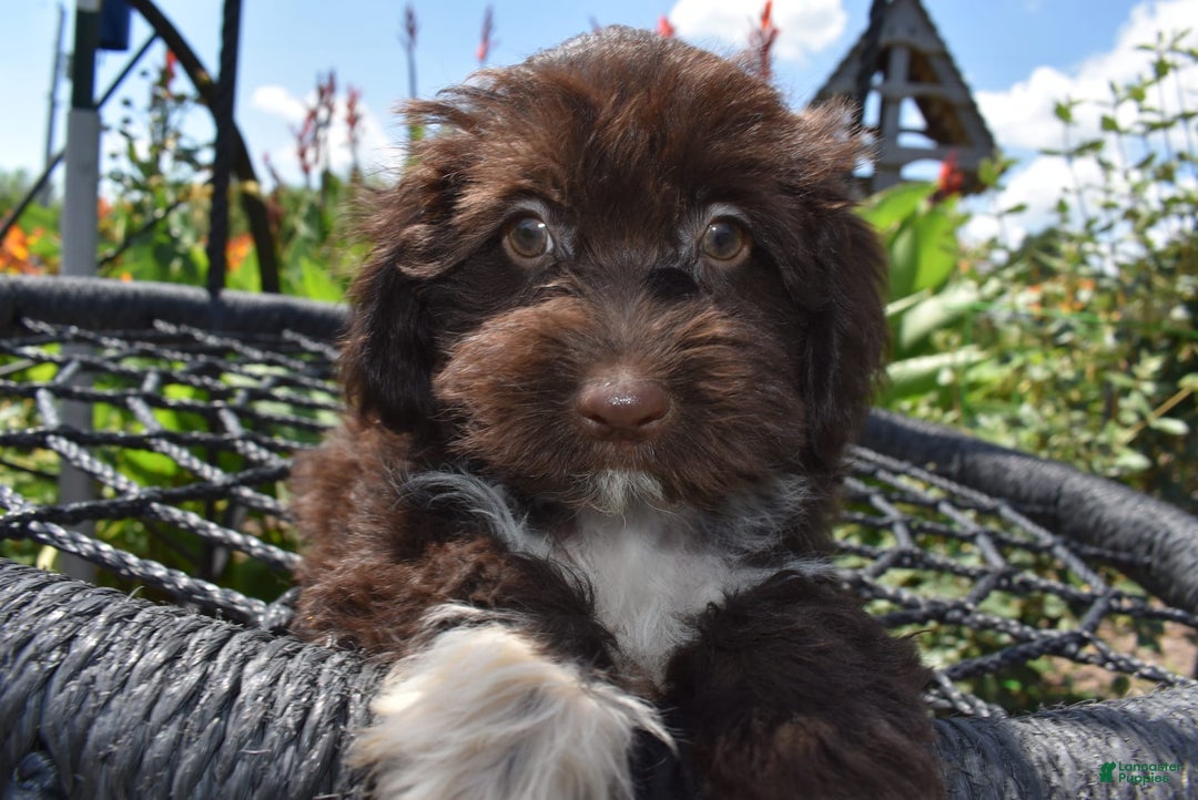 Havapoo dogs for sale: Abbie - Image 3