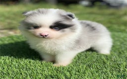 Pomeranian dogs for sale: Prada - Image 2