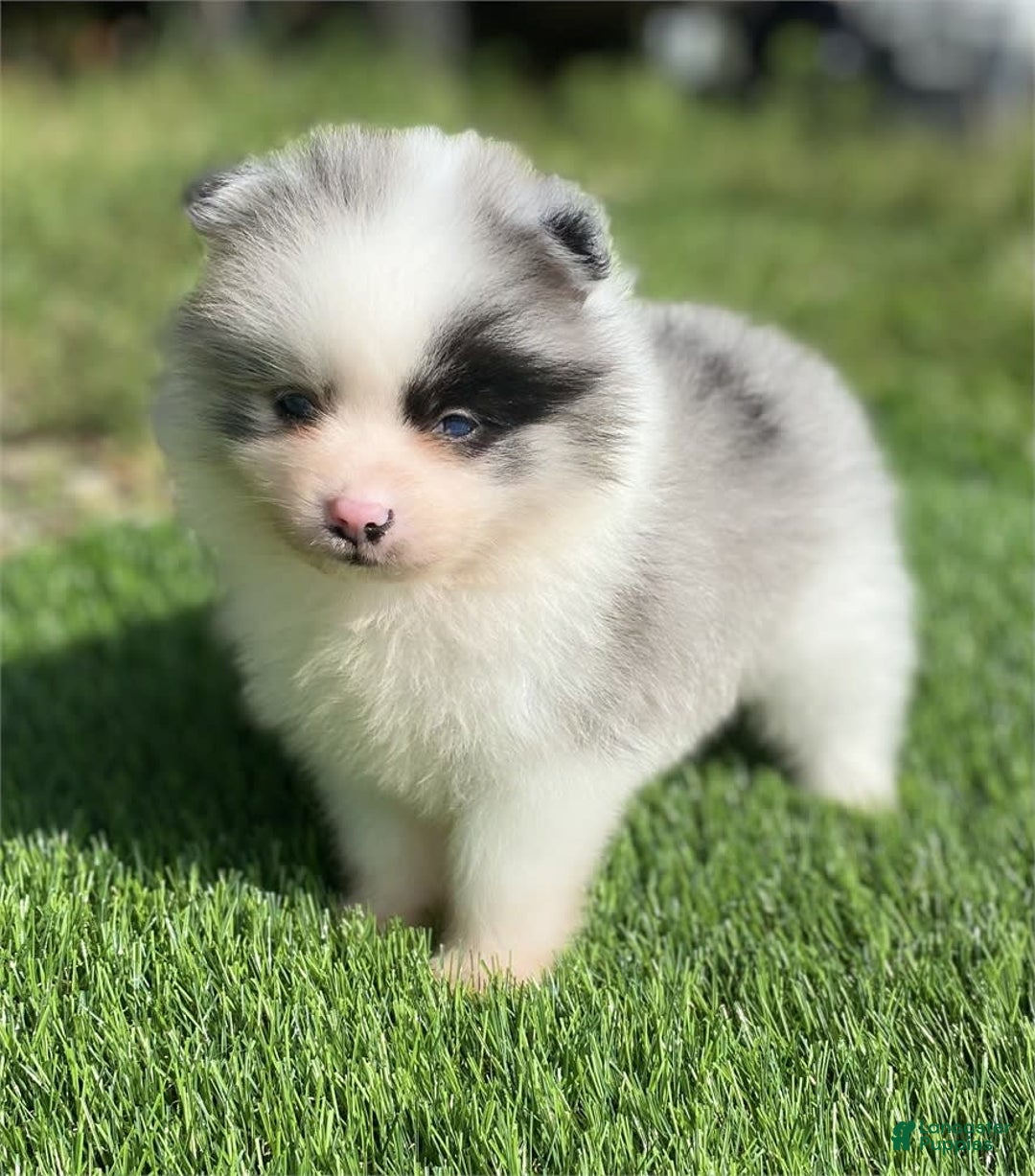Pomeranian dogs for sale: Prada - Image 2
