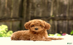 Toy Poodle dogs for sale: Dylan - Image 4