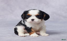 Cavalier King Charles Spaniel dogs for sale: Bella - Image 6