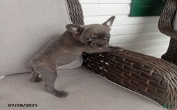 Frenchton dogs for sale: Carter - Image 5