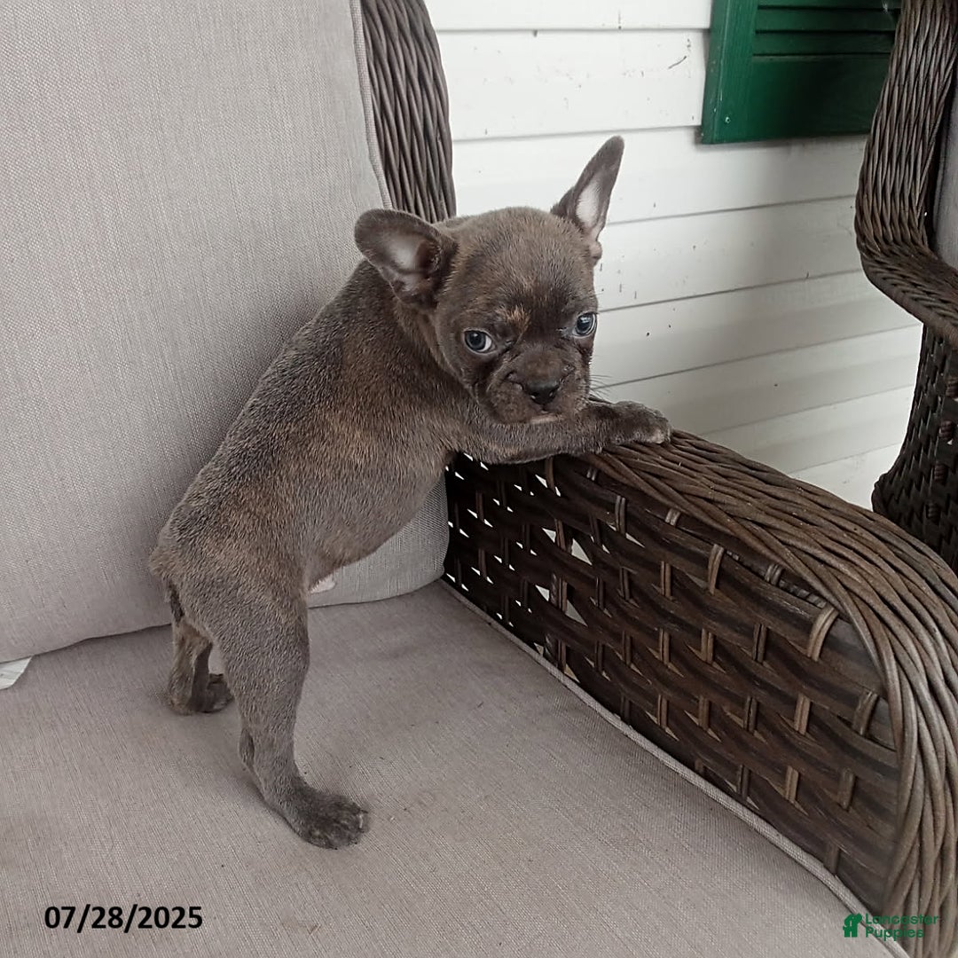 Frenchton dogs for sale: Carter - Image 5
