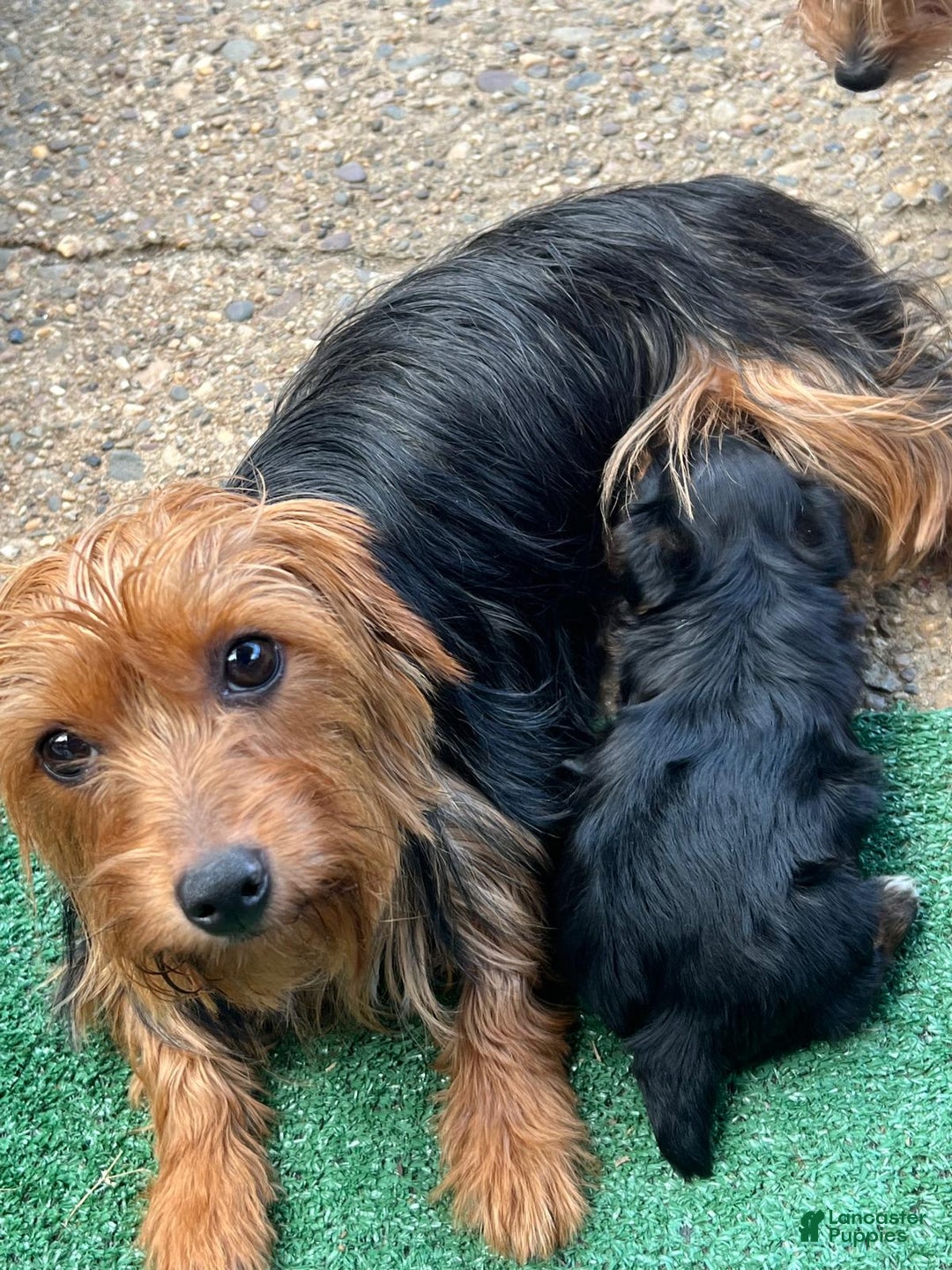 Biewer Terrier dogs for sale: Kiko - Image 6