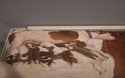 American Staffordshire Terrier dogs for sale: Olive - Image 3