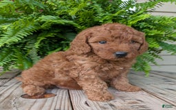 Mini Goldendoodle dogs for sale: Mini -kobe - Image 12