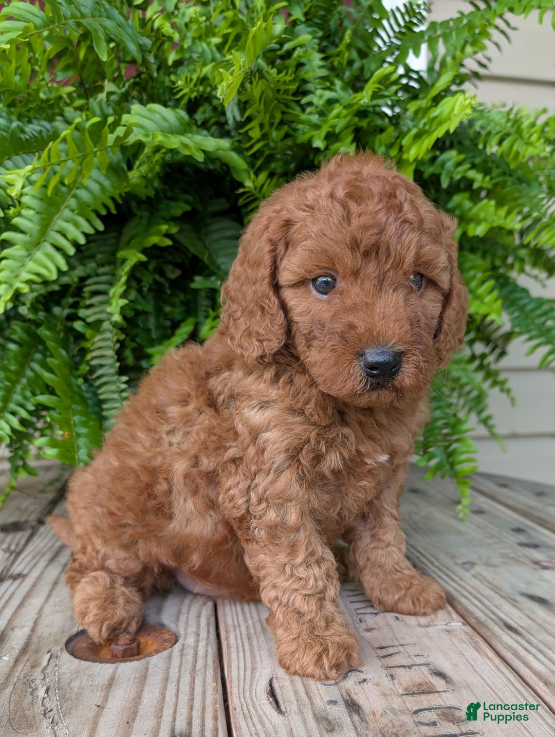 Mini Goldendoodle dogs for sale: Mini -kobe - Image 12