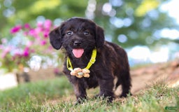 Miniature Dachshund dogs for sale: Frappuccino - Image 5