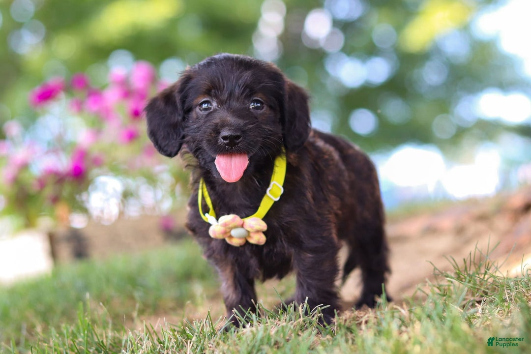Miniature Dachshund dogs for sale: Frappuccino - Image 5