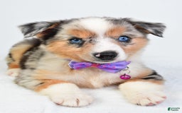 Miniature Australian Shepherd dogs for sale: Sky - Image 8
