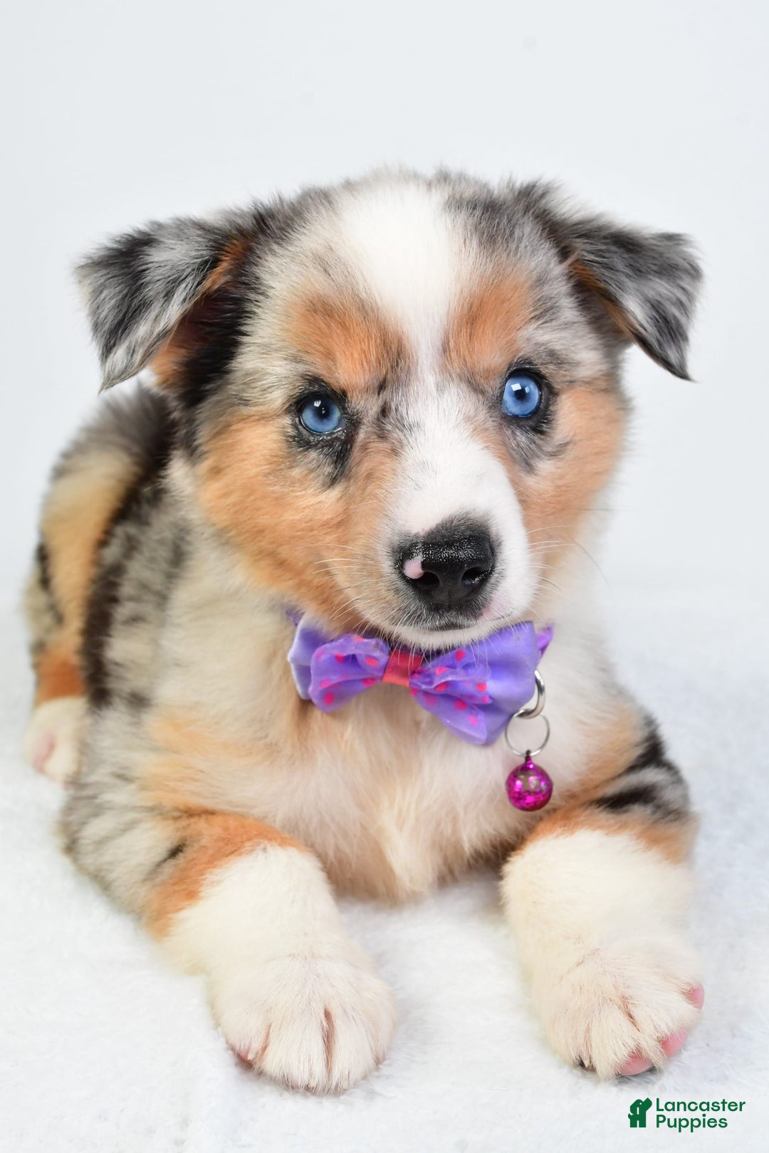 Miniature Australian Shepherd dogs for sale: Sky - Image 8