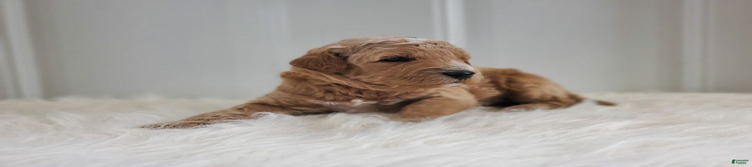 Leo F1b