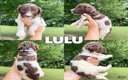 Saint Berdoodles dogs for sale: Lulu- Standard F1b - Image 1