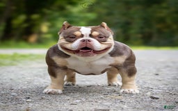 American Bully dogs for sale: Rose - Image 8