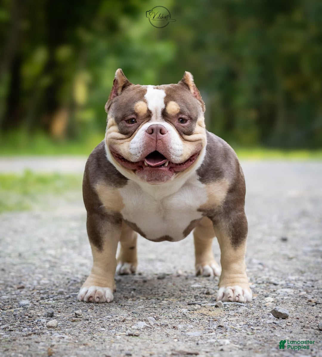 American Bully dogs for sale: Rose - Image 8