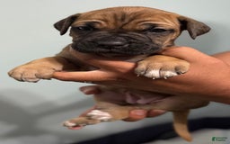 Cane Corso dogs for sale: Bluey - Image 3