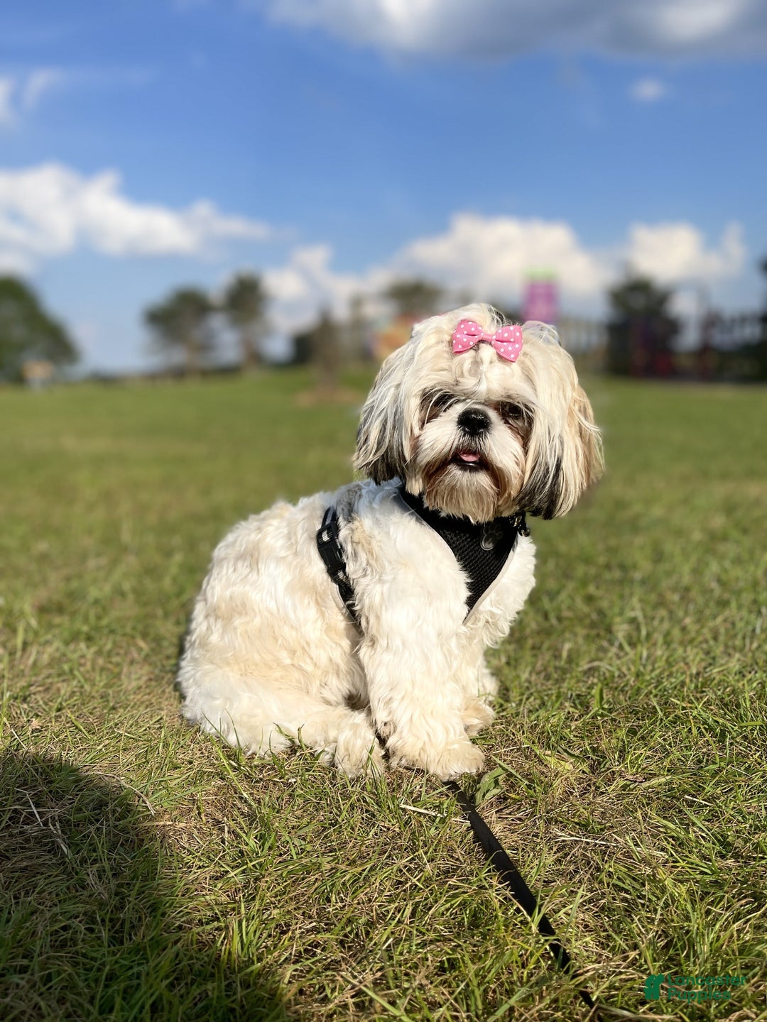 Shih Tzu dogs for sale: Bella - Image 11