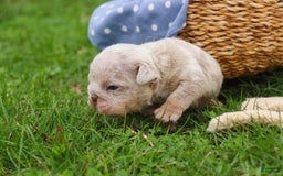 English Bulldog dogs for sale: Turbo - Image 19