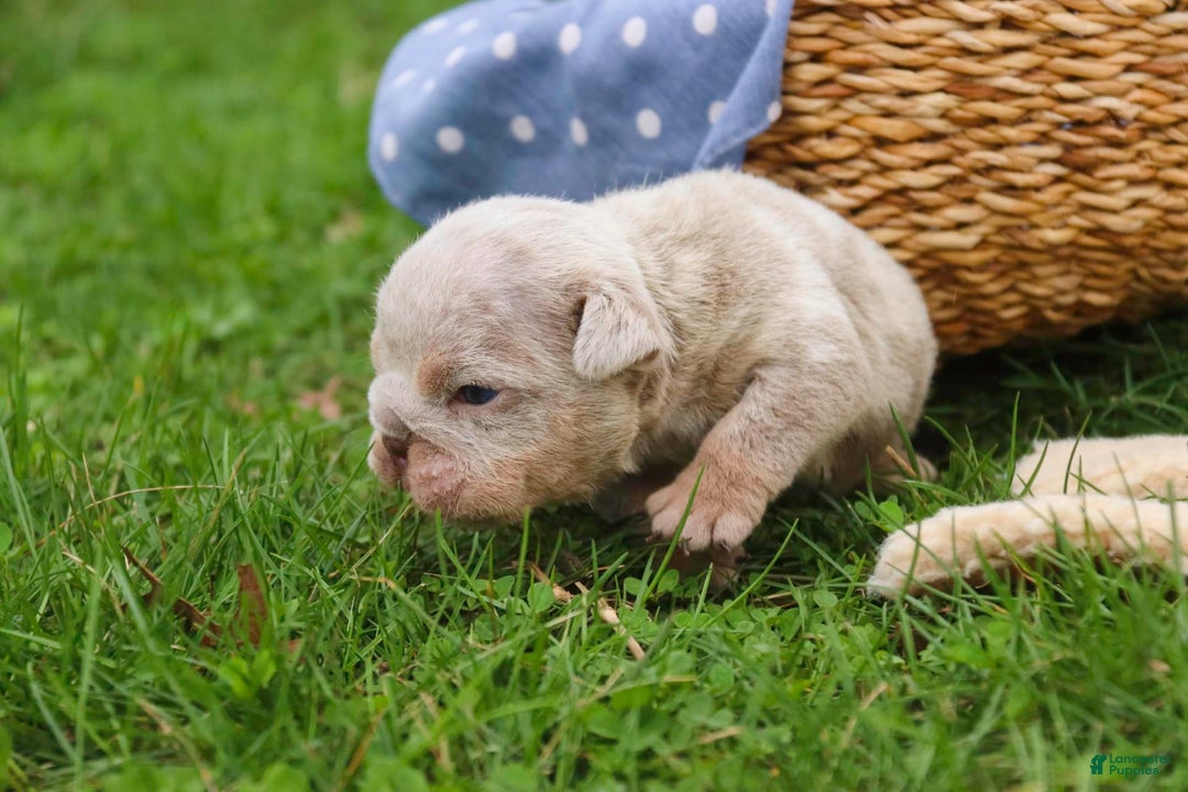 English Bulldog dogs for sale: Turbo - Image 19