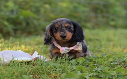 Miniature Dachshund dogs for sale: Sophie - Image 4