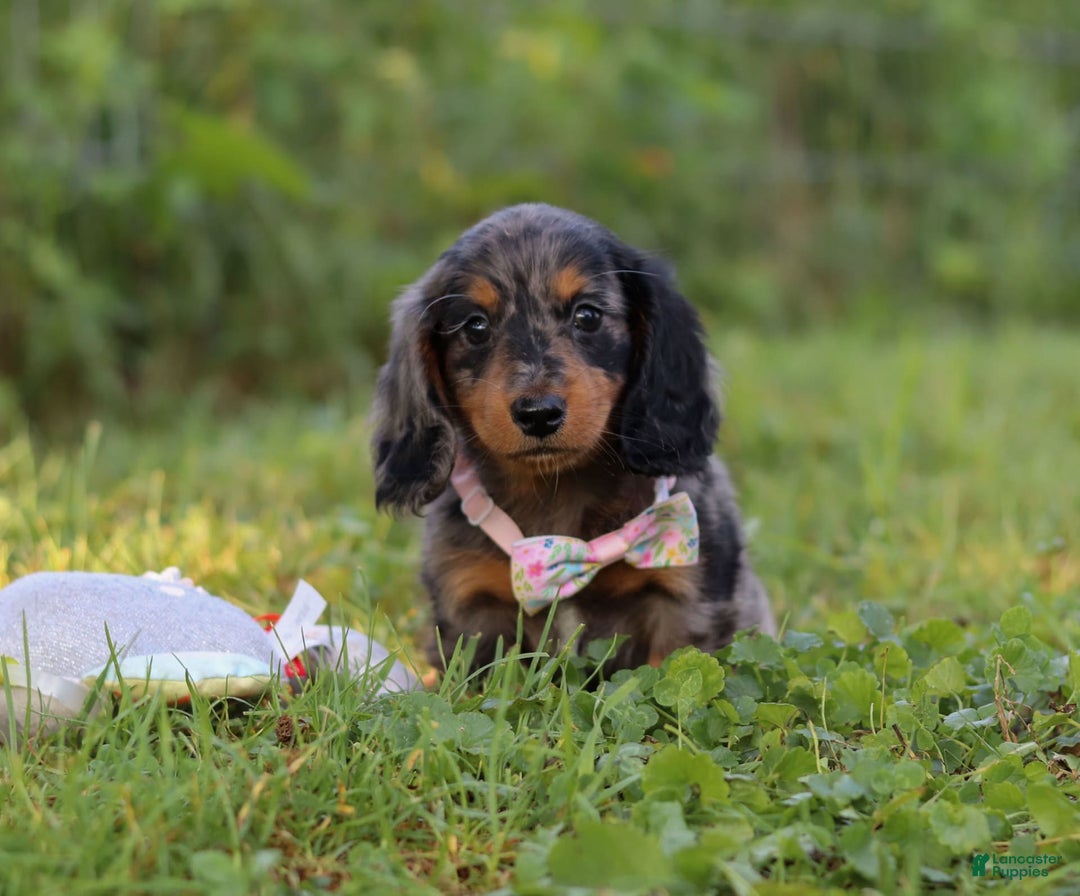 Miniature Dachshund dogs for sale: Sophie - Image 4