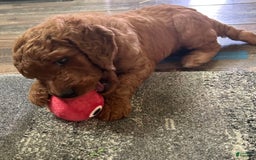 Goldendoodle dogs for sale: Firecracker - Image 6