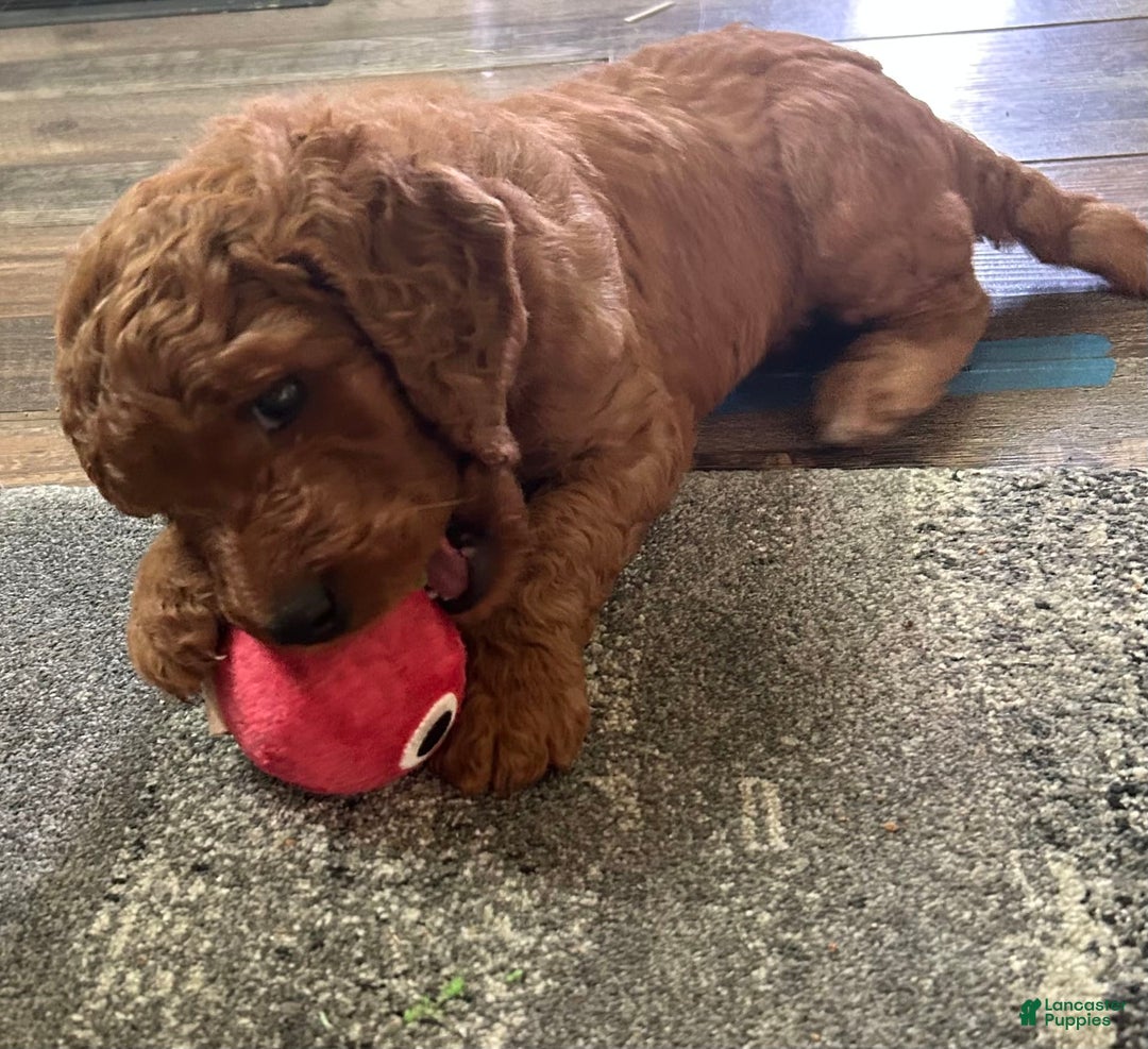 Goldendoodle dogs for sale: Firecracker - Image 6