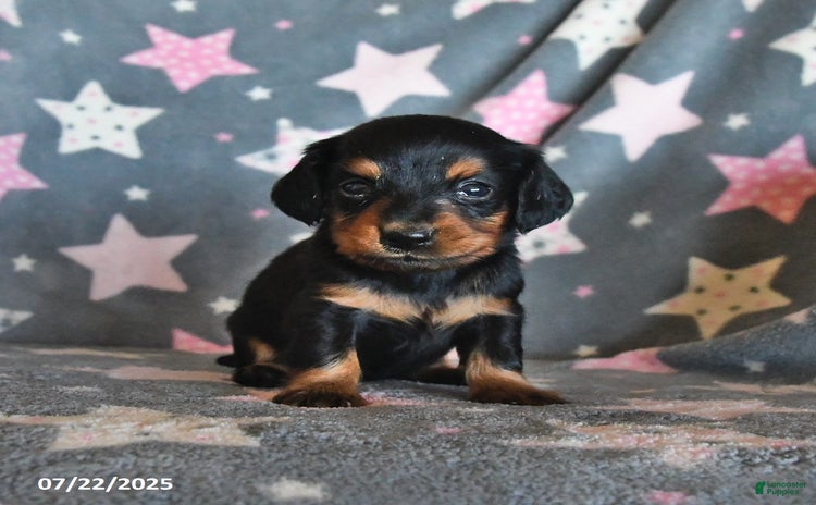 Miniature Dachshund dogs for sale - Ad 3