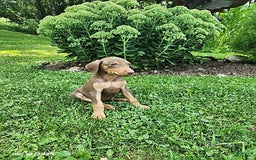 Doberman Pinscher dogs for sale: Doberman Pinscher 9 puppies - Image 15