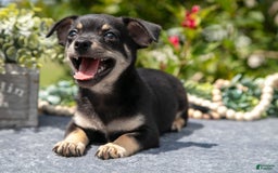 Chihuahua dogs for sale: Button - Image 1