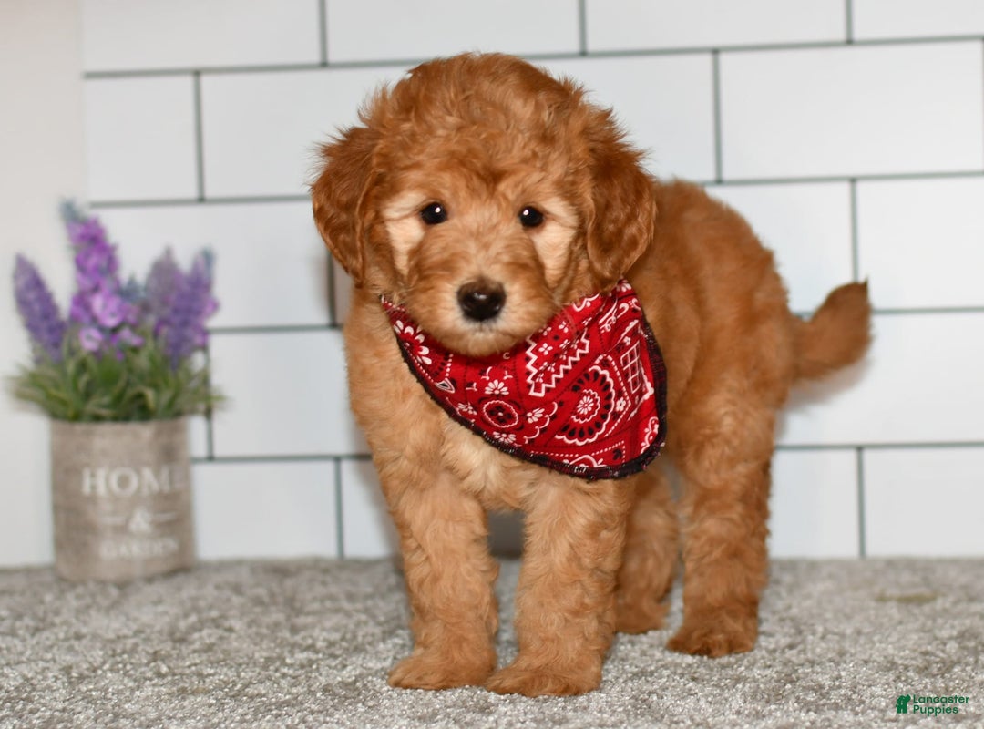 Mini Goldendoodle dogs for sale: Sophia - Image 6