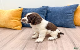 English Springer Spaniel dogs for sale: Lando - Image 4