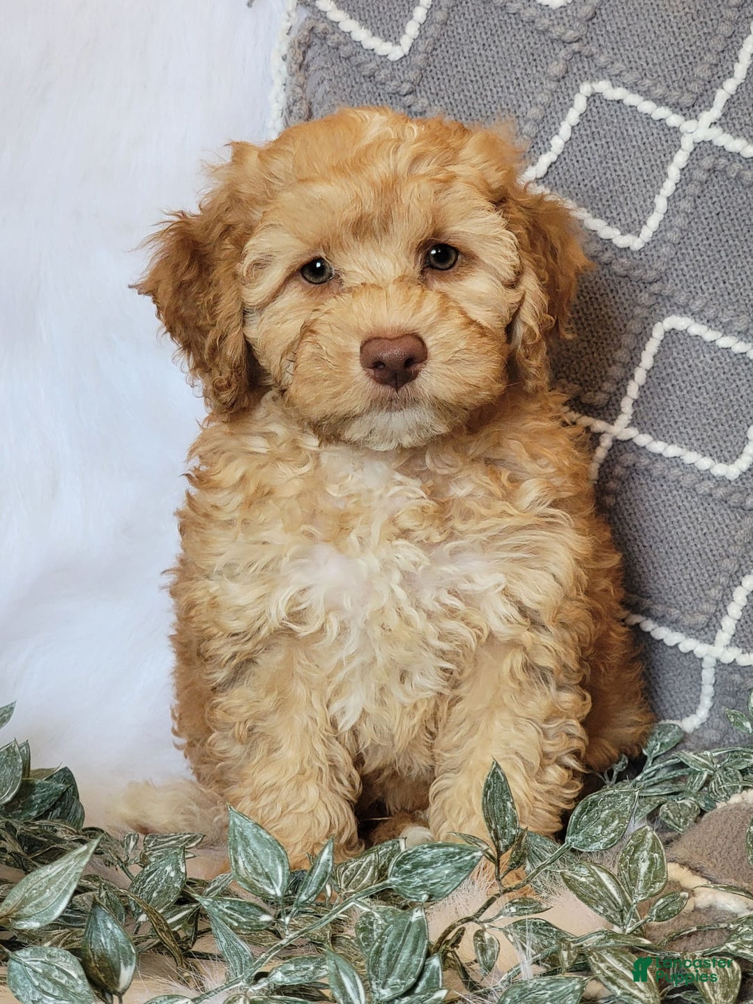 Cockapoo dogs for sale: Linclon - Image 5