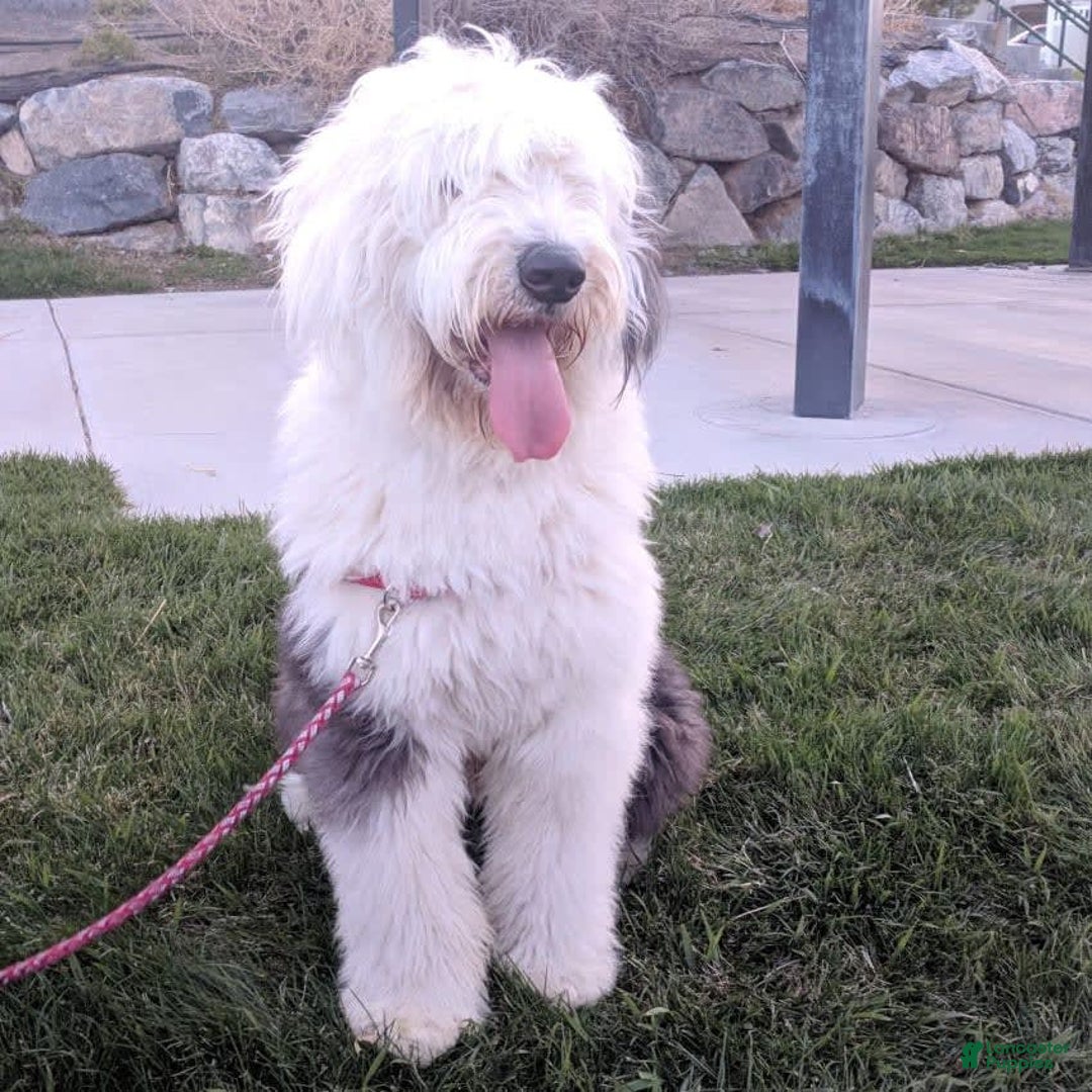 Old English Sheepdog dogs for sale: BODHISATTVA - Image 9