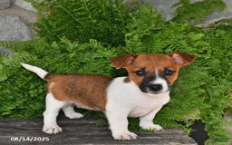 Jack Russell Terrier dogs for sale: Thunder - Image 1