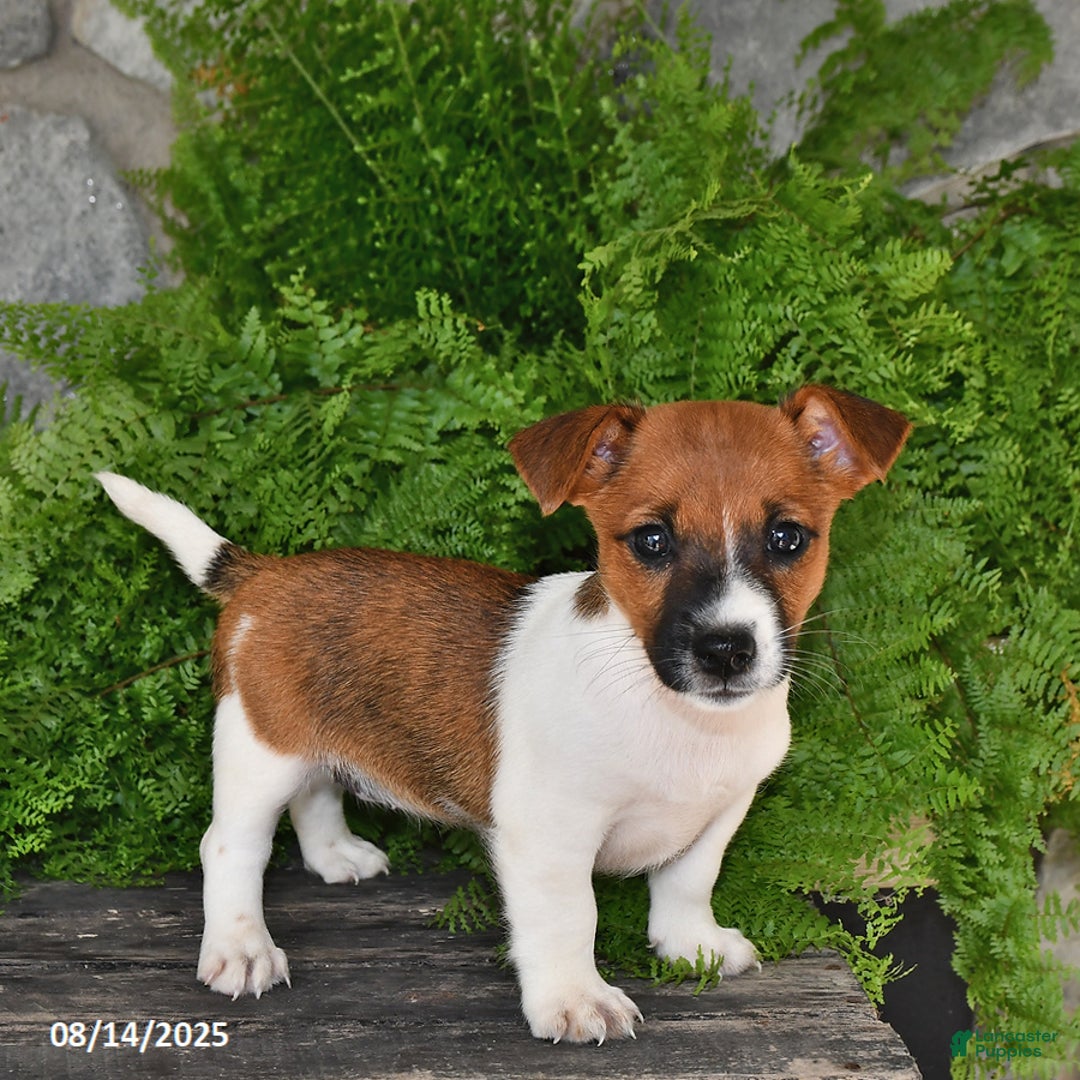 Jack Russell Terrier dogs for sale: Thunder - Image 1