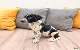 Dalmatian dogs for sale: Checkers - Image 1