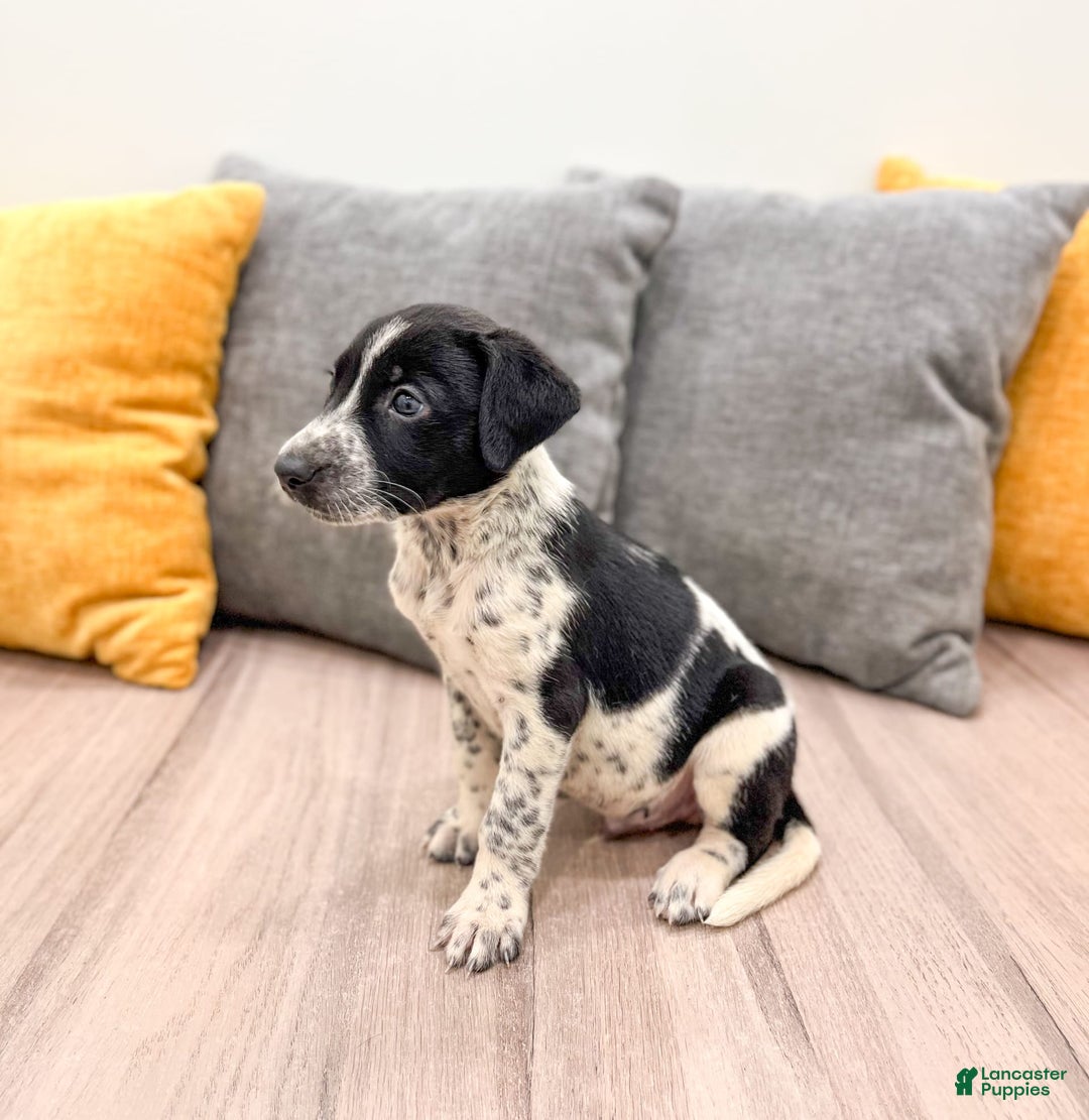 Dalmatian dogs for sale: Checkers - Image 1