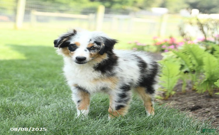 Miniature Australian Shepherd dogs for sale - Ad 3