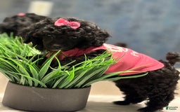 Toy Poodle dogs for sale: Bella - Image 3