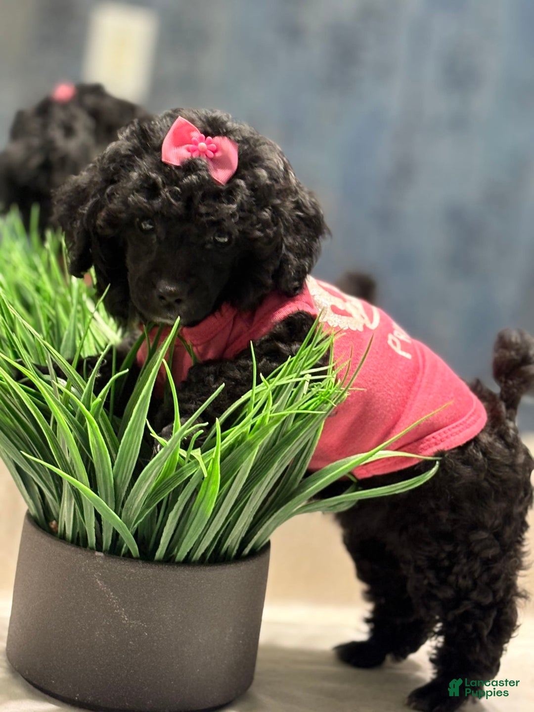 Toy Poodle dogs for sale: Bella - Image 3