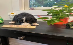 Bernedoodle dogs for sale: Domino - Image 1