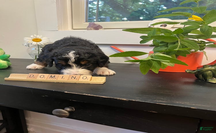 Bernedoodle dogs for sale - Ad 2