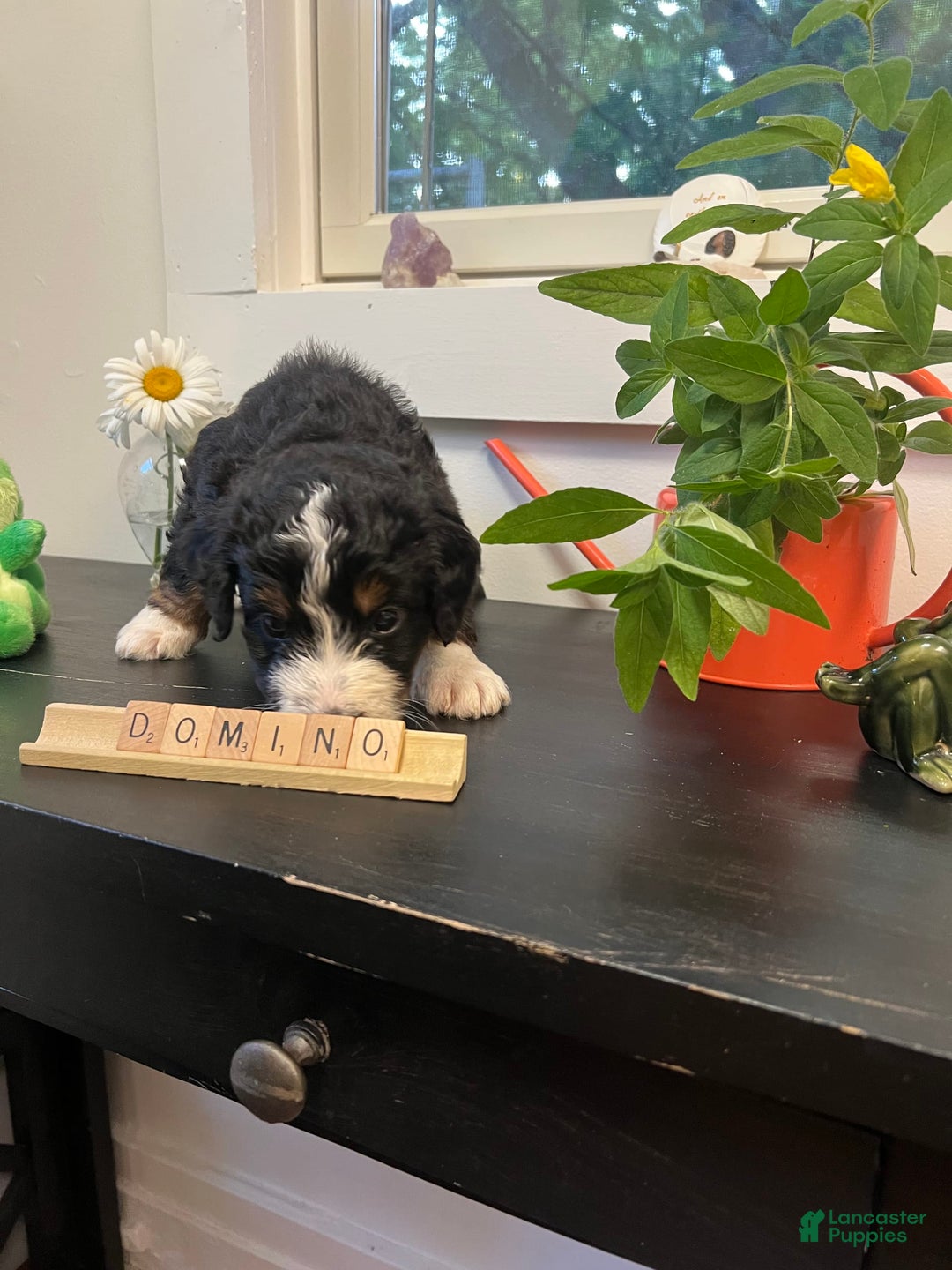 Bernedoodle dogs for sale: Domino - Image 1