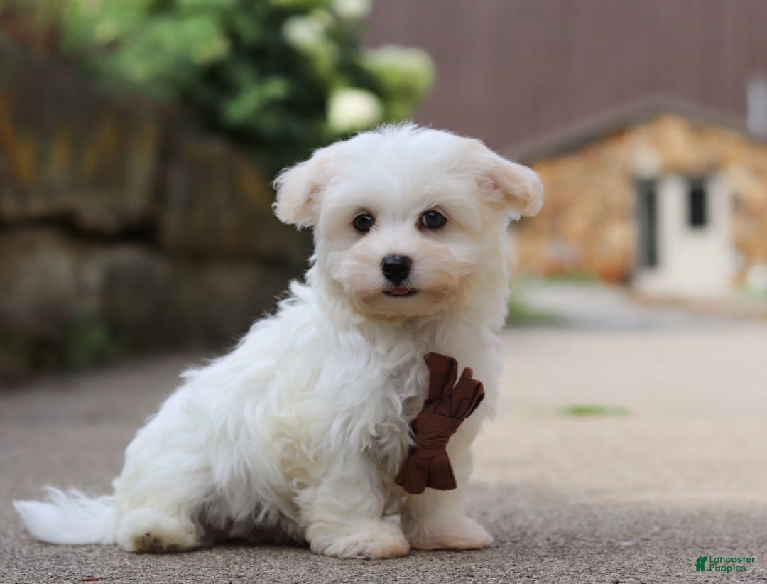 Havanese dogs for sale: Bryon - Image 6