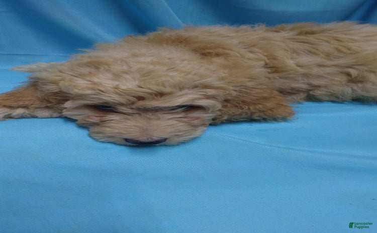 Goldendoodle dogs for sale - Ad 5