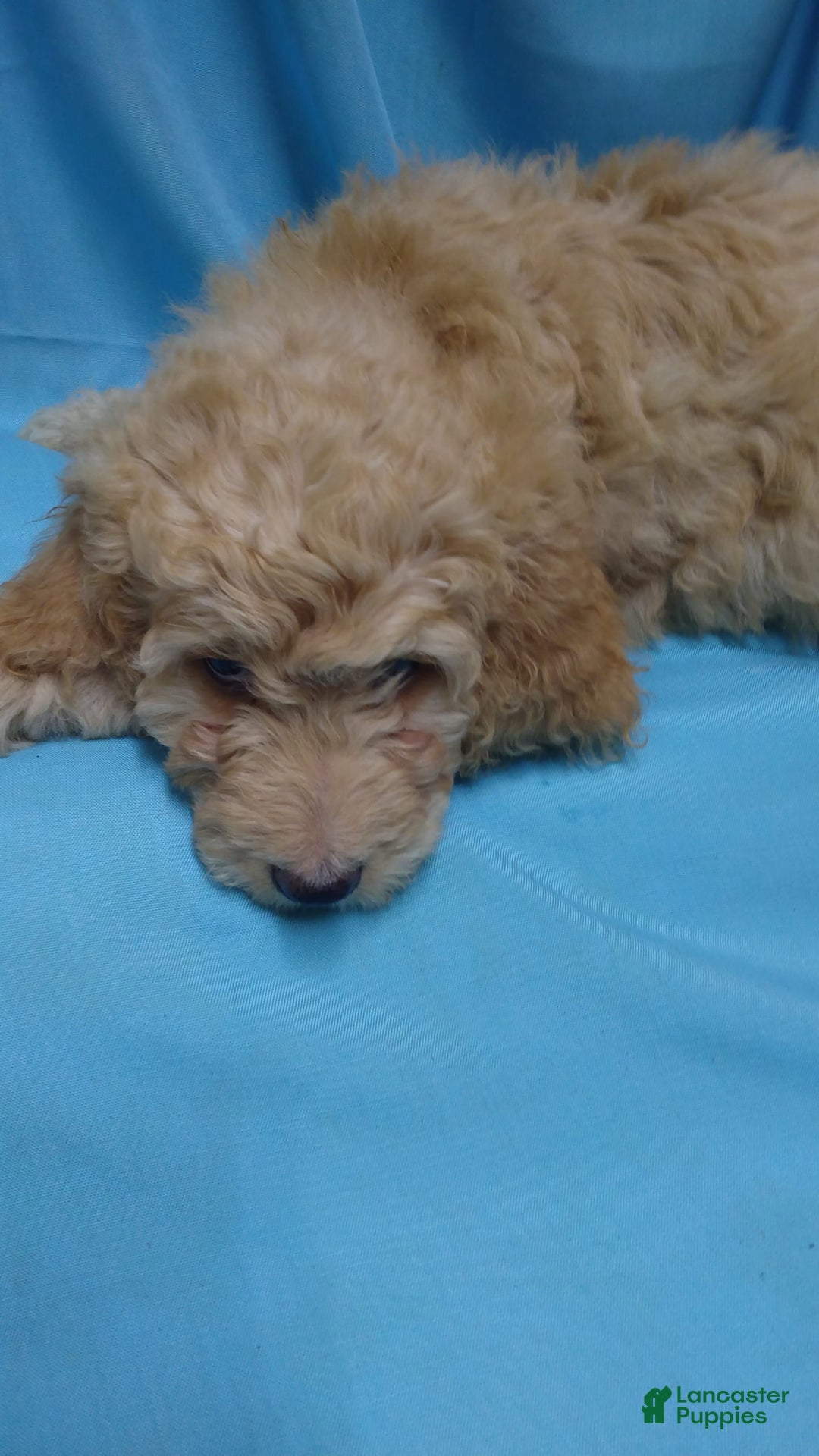 Goldendoodle dogs for sale: Pearl - Image 1
